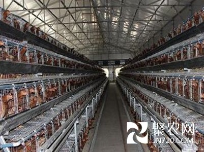 应城市：养殖现代化显端倪
