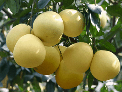 重庆忠县：柚子成俏销品（图）