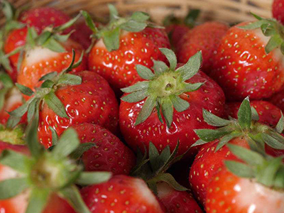 象山新品种草莓抢“鲜”上市（图）