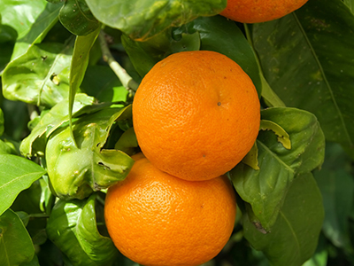 象山：“柑橘王子”顾品的“72变”（图）