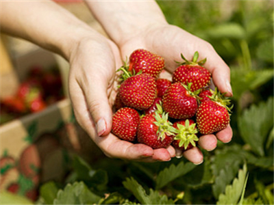 河南商丘：草莓飘香迎嘉宾（图）