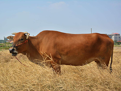 国际视野助力肉牛产业健康发展（图）