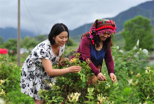 广东乳源举办首届金银花采花节