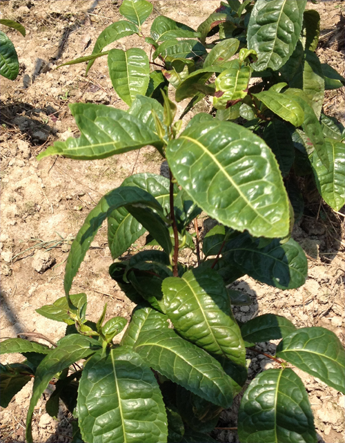 紫阳茶种苗——紫阳1号茶