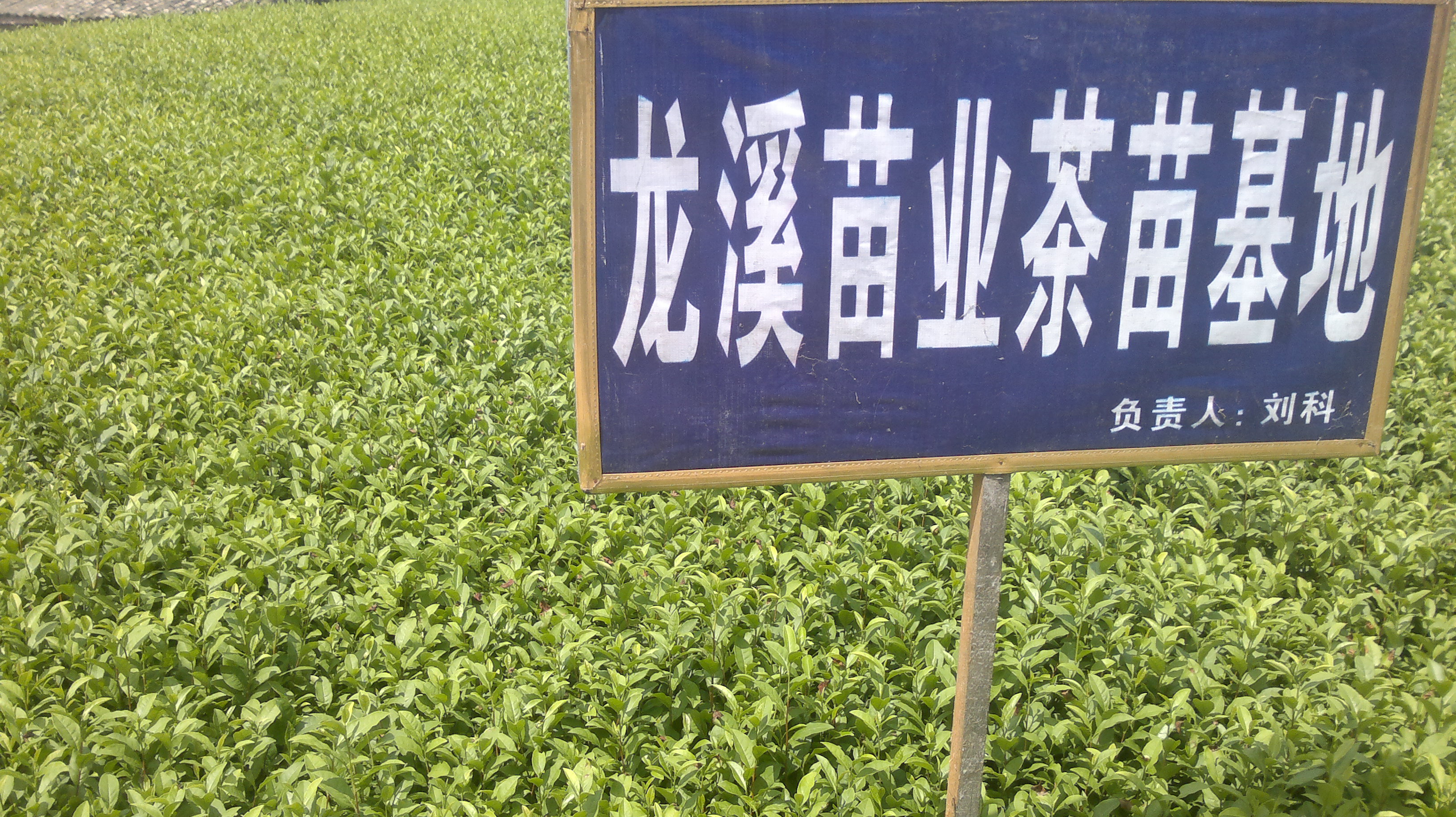 茶苗