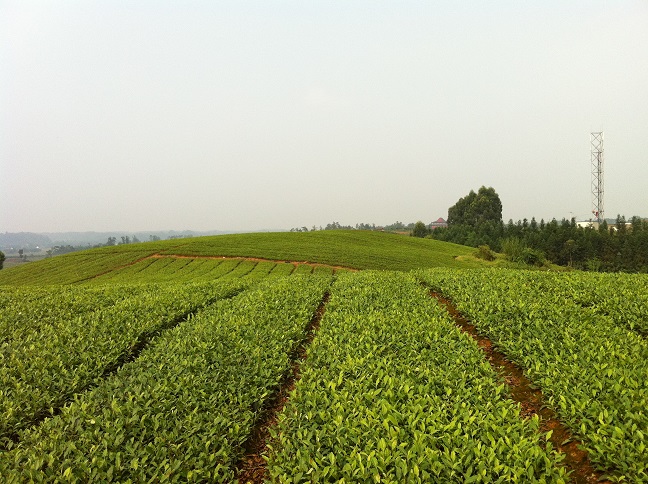 福鼎大白茶苗