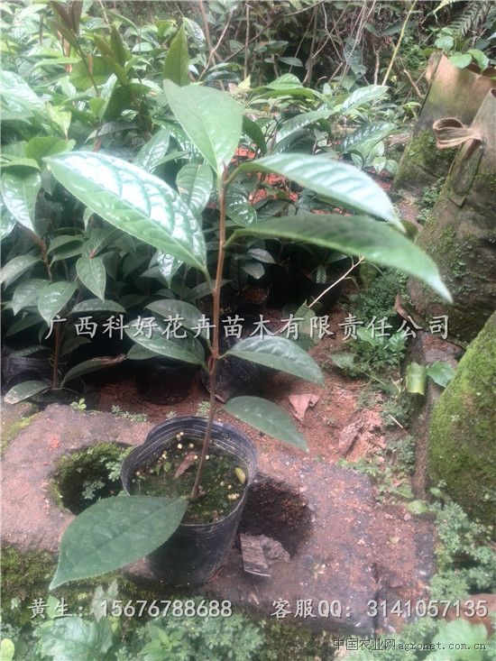 广西防普金花茶杯苗，南宁防普金花茶苗