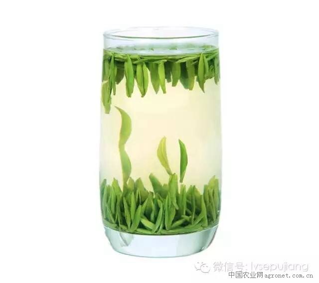 蒲江雀舌