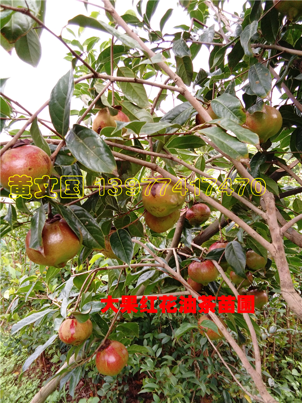 大果红花油茶树苗，红花油茶树苗