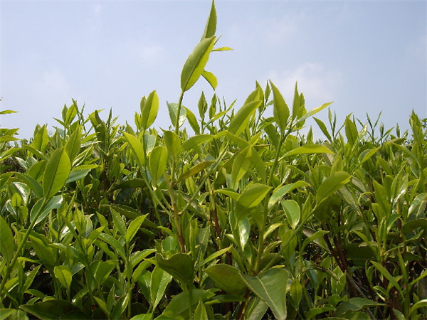 凤凰单丛茶