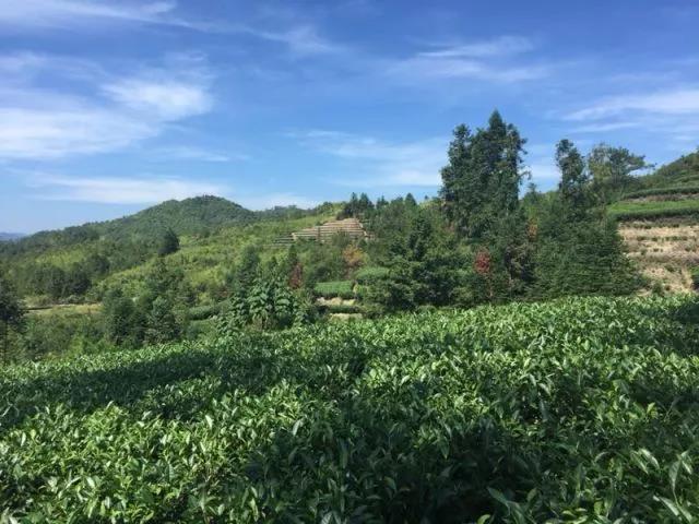 白茶