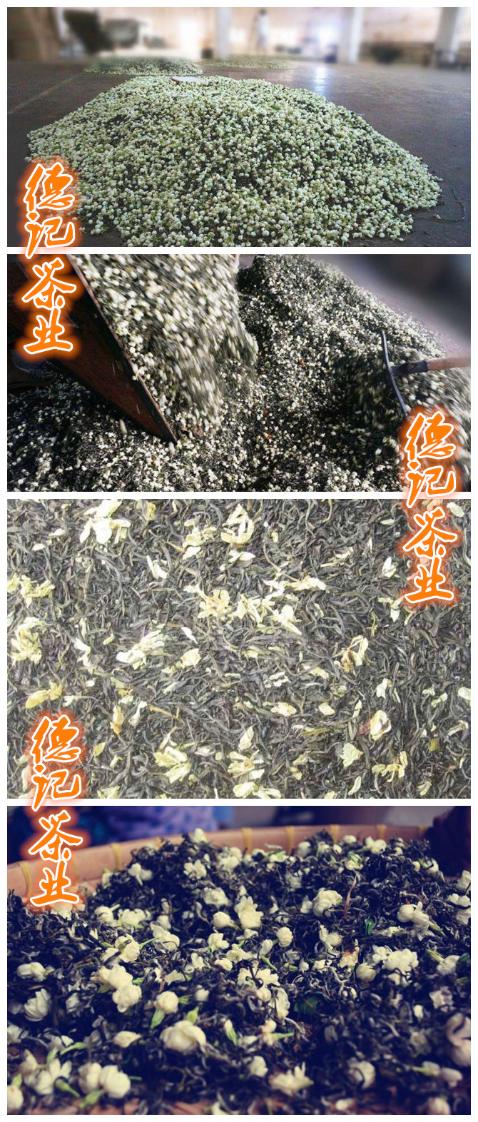 横县茉莉花茶代加工
