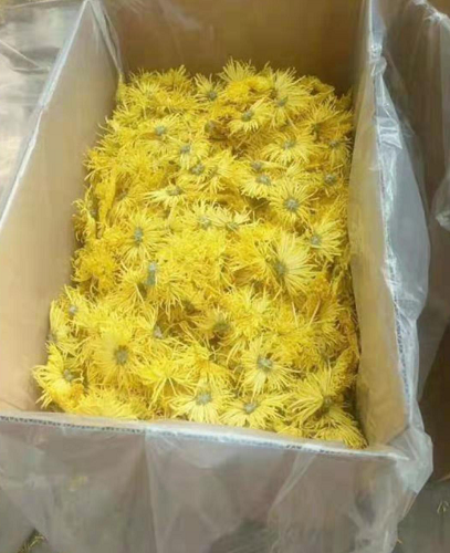 金丝皇菊花茶 轩辕菊花茶 产地直供