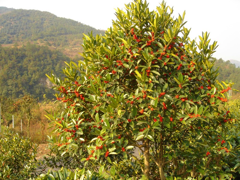苦丁茶 大叶冬青苦丁茶 苦丁茶树
