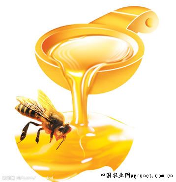 供应正宗蜂蜜