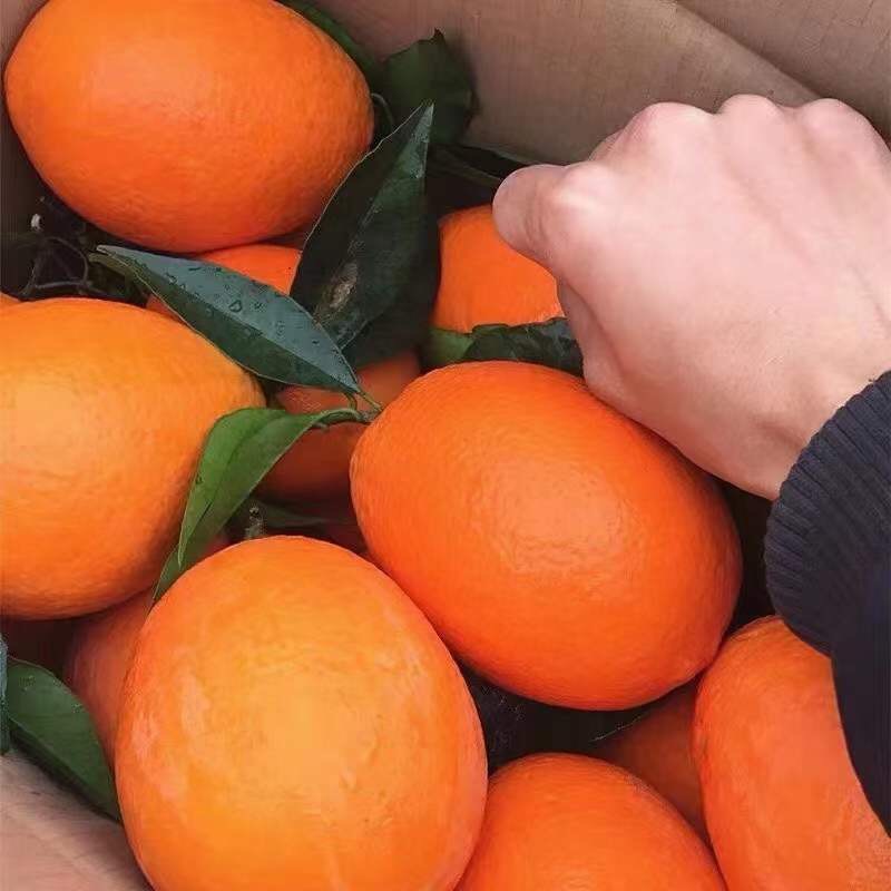 秭归纽荷尔脐橙