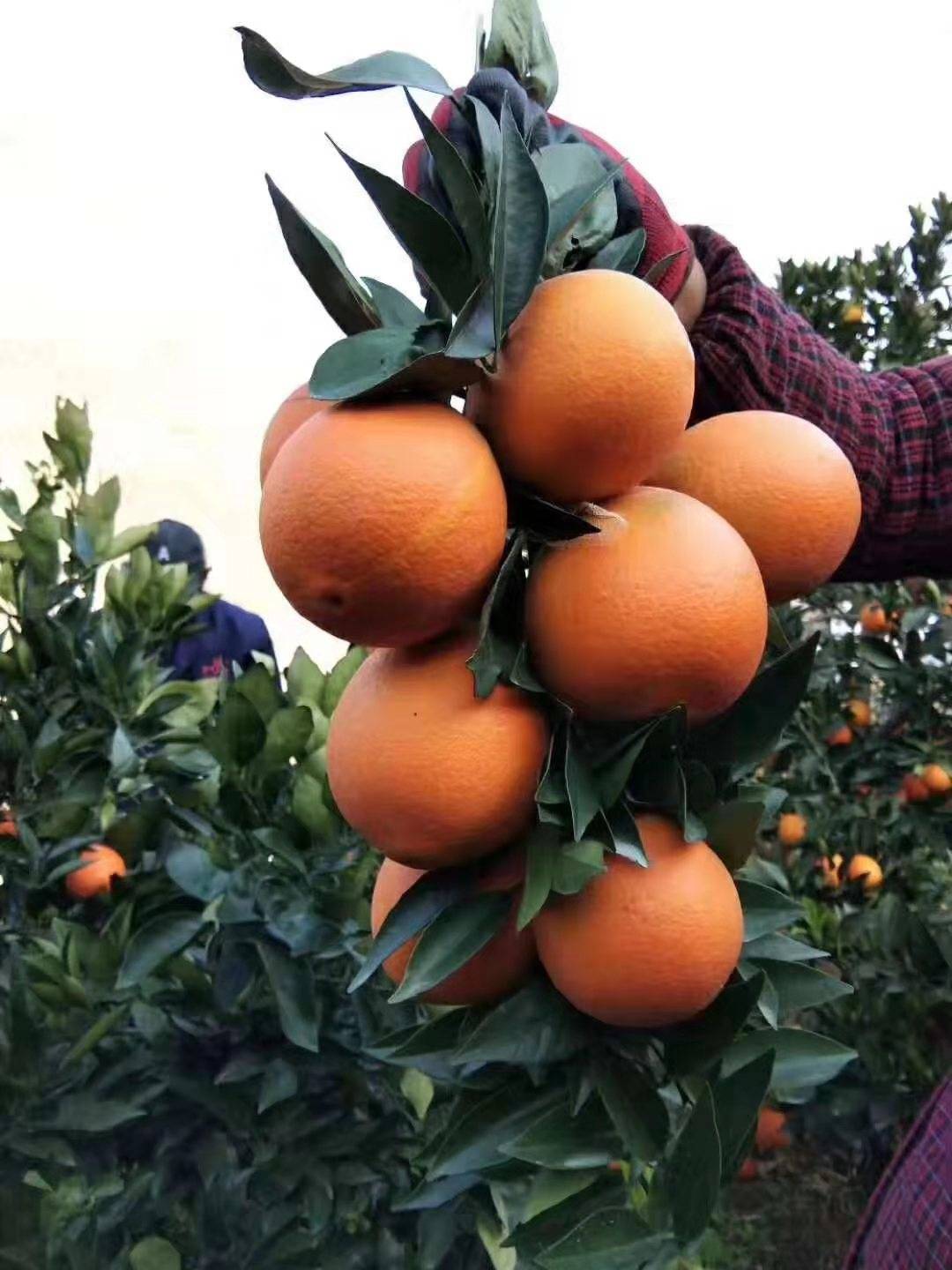 纽荷尔脐橙