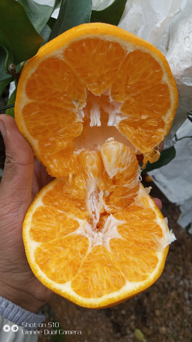 春见耙耙柑