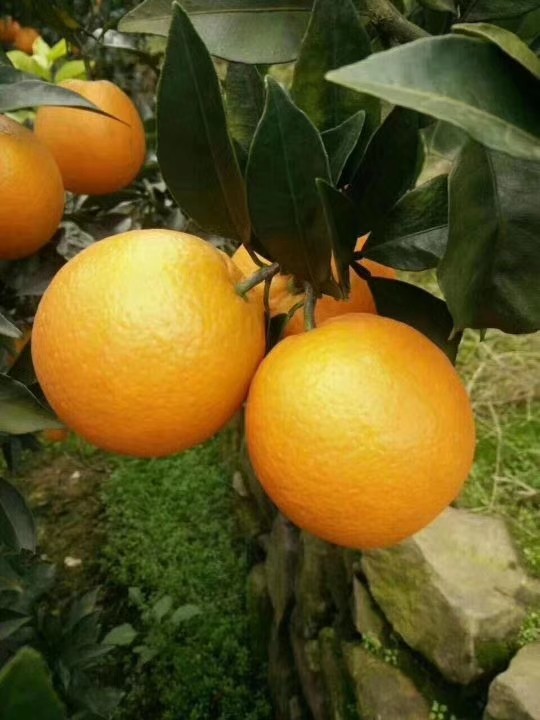 湖北脐橙代办电话湖北脐橙代办湖北秭归脐橙产地