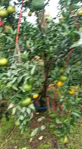 柑橘类:暧媛、耙耙柑、丑柑