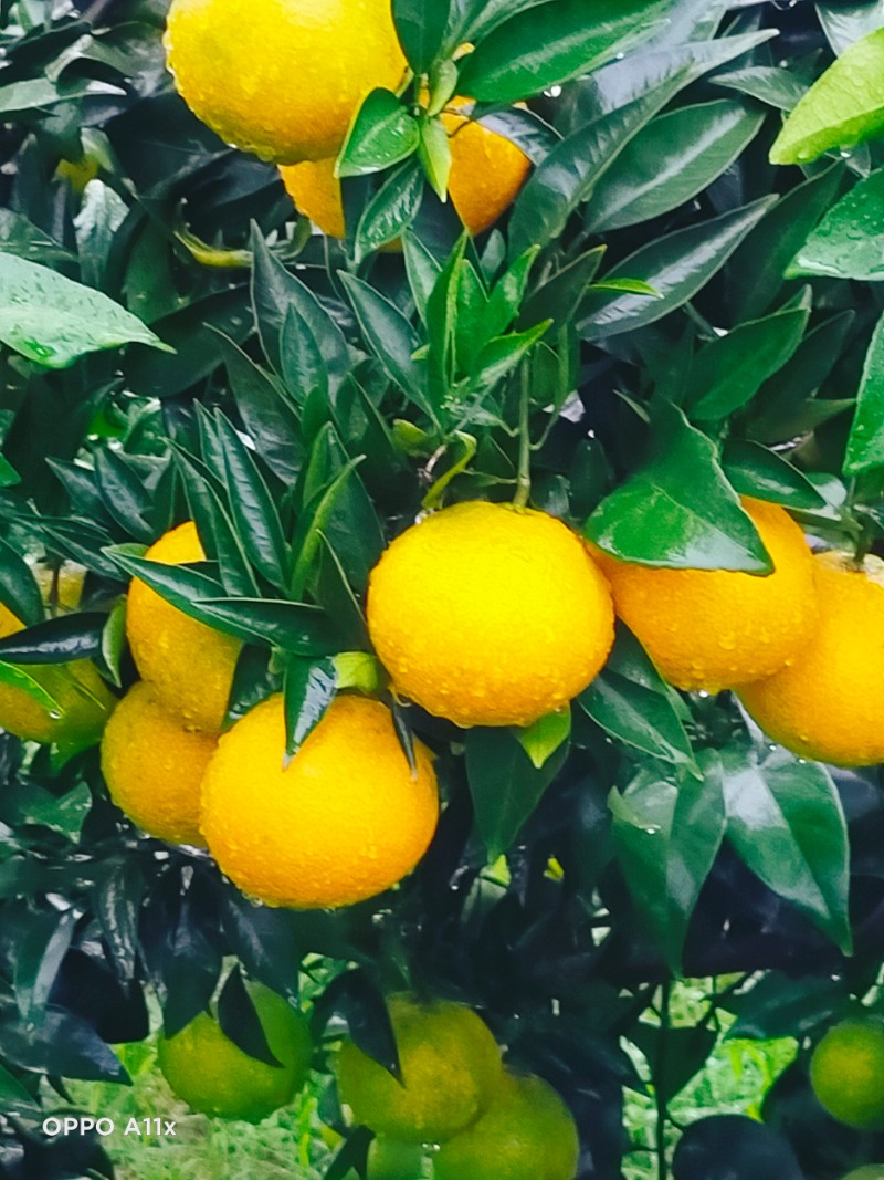爱媛橙