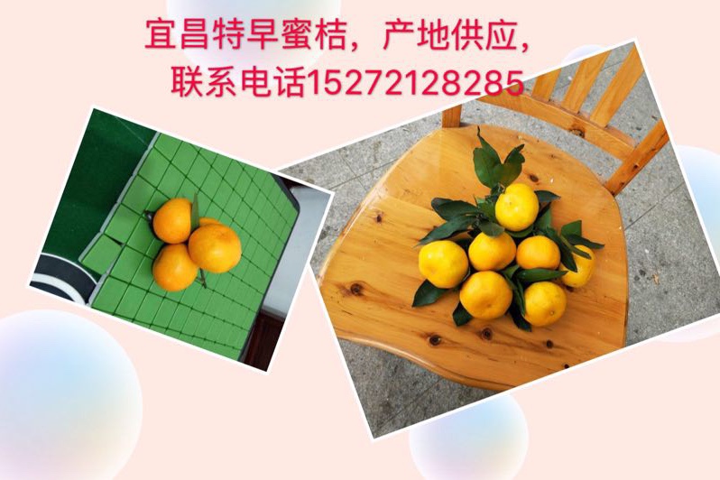宜昌蜜橘柑桔脐橙纽荷尔长虹全年供货