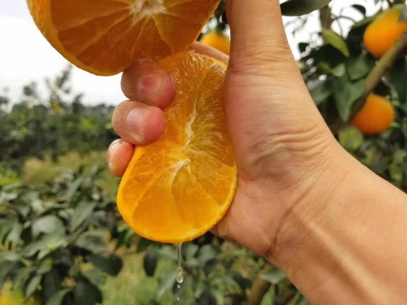 爱媛橙子