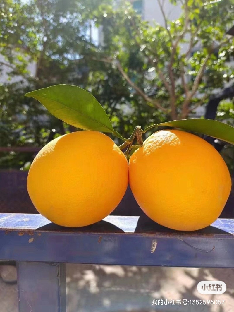 赣南脐橙