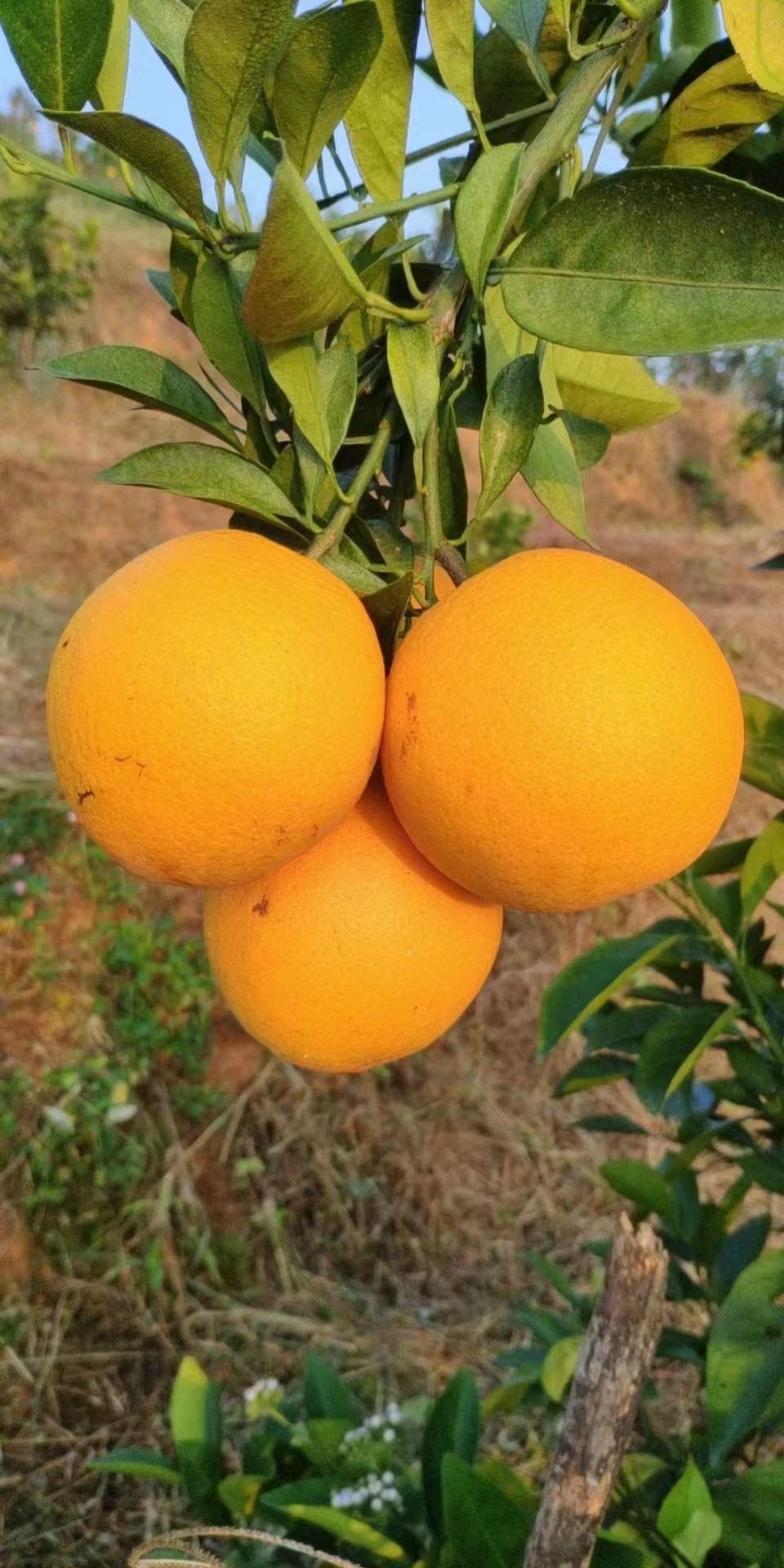 精品赣南脐橙