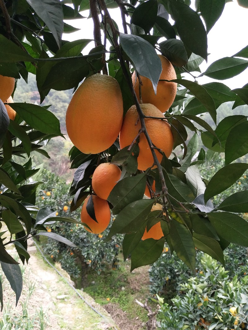秭归鹅蛋橙长虹脐橙鲜果大量供应
