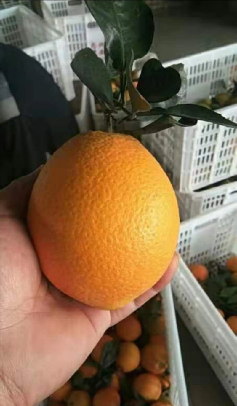 纽荷尔脐橙