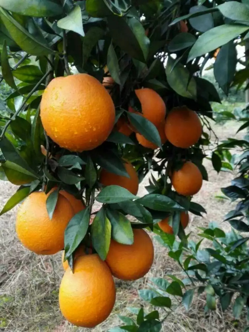 正宗赣南脐橙 信丰脐橙 鲜果供应 现摘现发