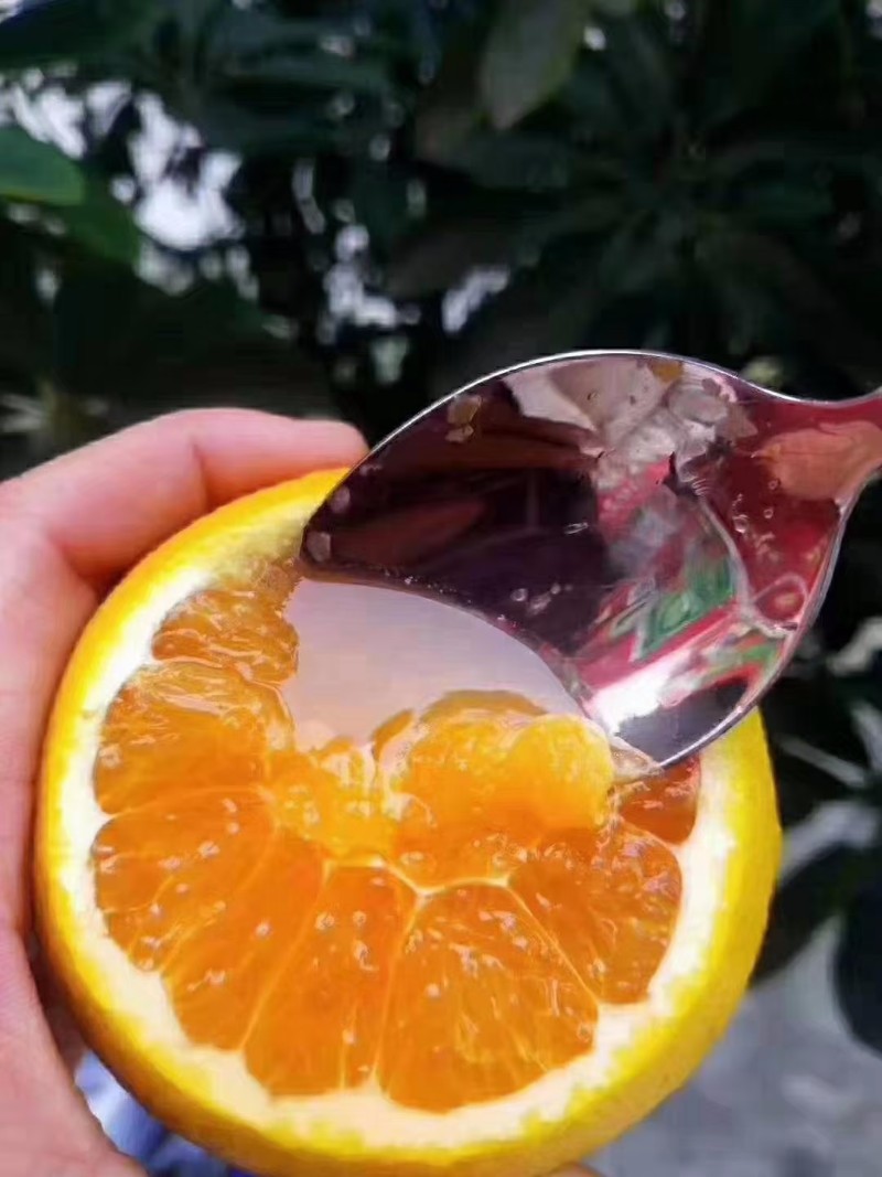 秭归脐橙