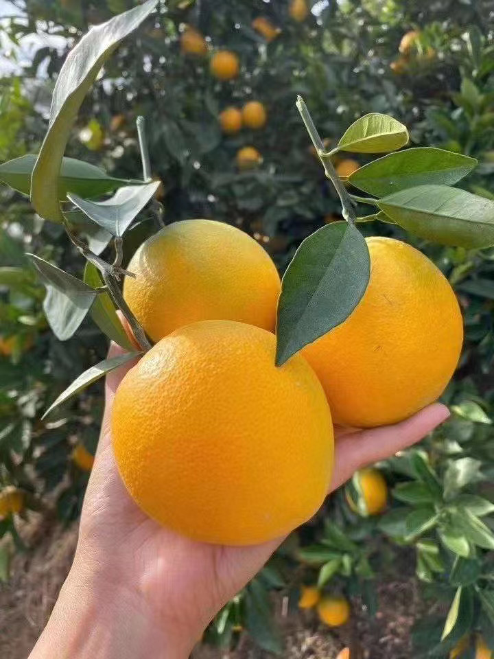 赣南脐橙