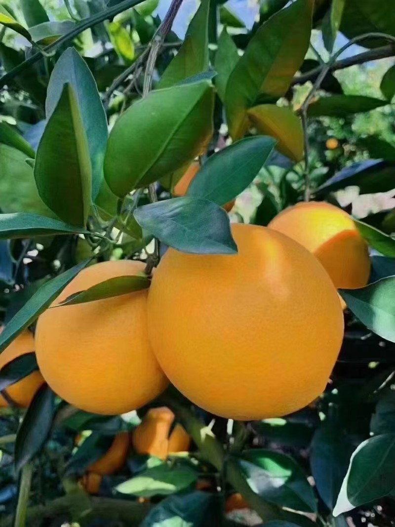 橙子