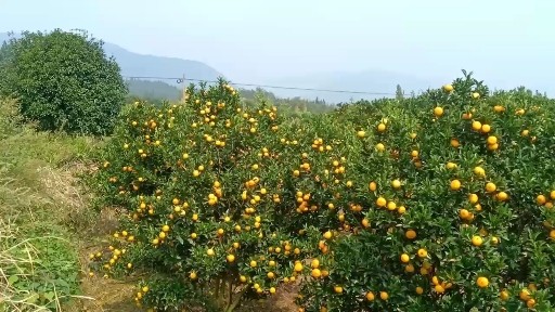 蜜橘，柑橘，沙糖桔，脐橙。