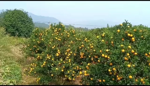 蜜橘，沙糖桔，南丰蜜橘脐橙，特早蜜桔。