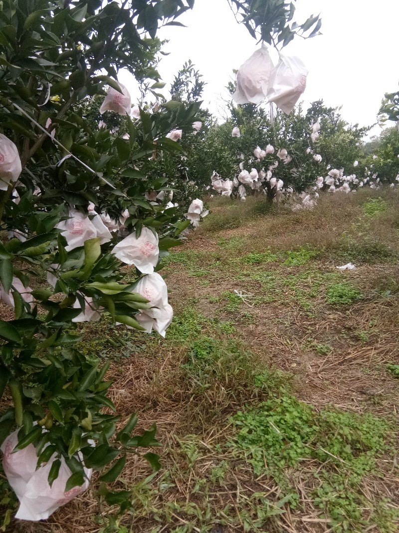 优质春见（耙耙柑）