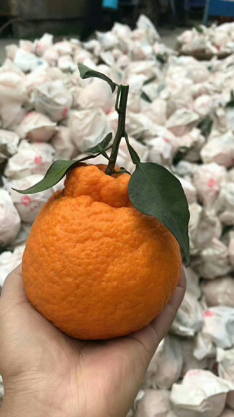 丹棱不知火<丑柑〉，春见<耙耙柑〉