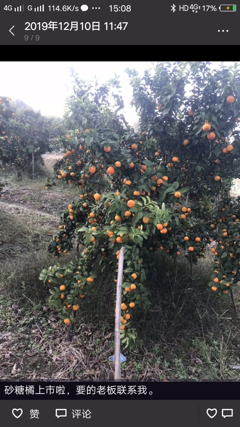 沙糖桔，脐橙等