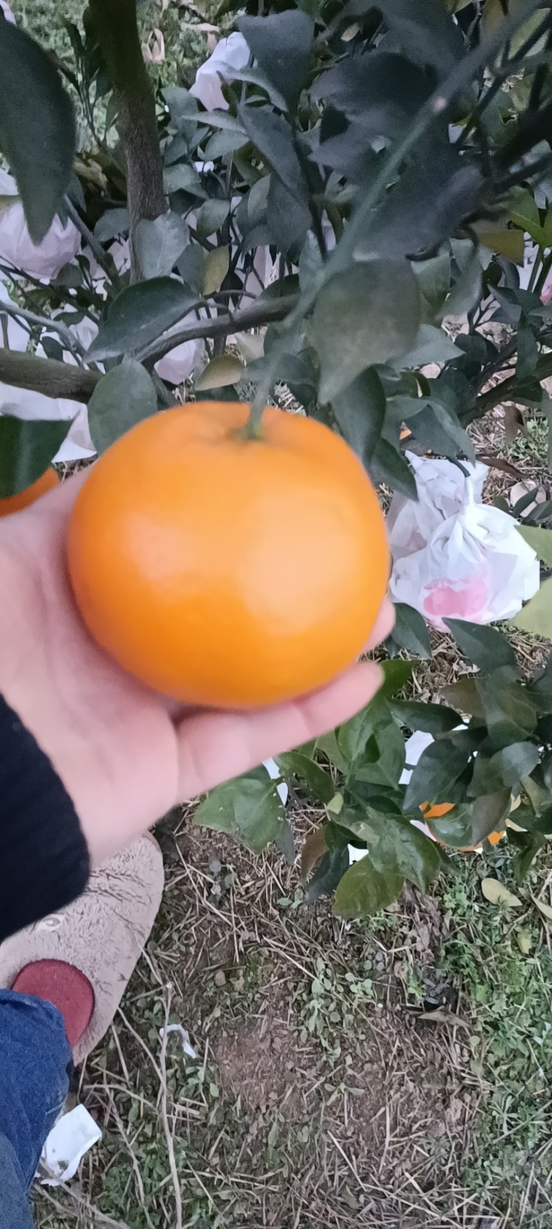 春见 耙耙柑 大雅柑