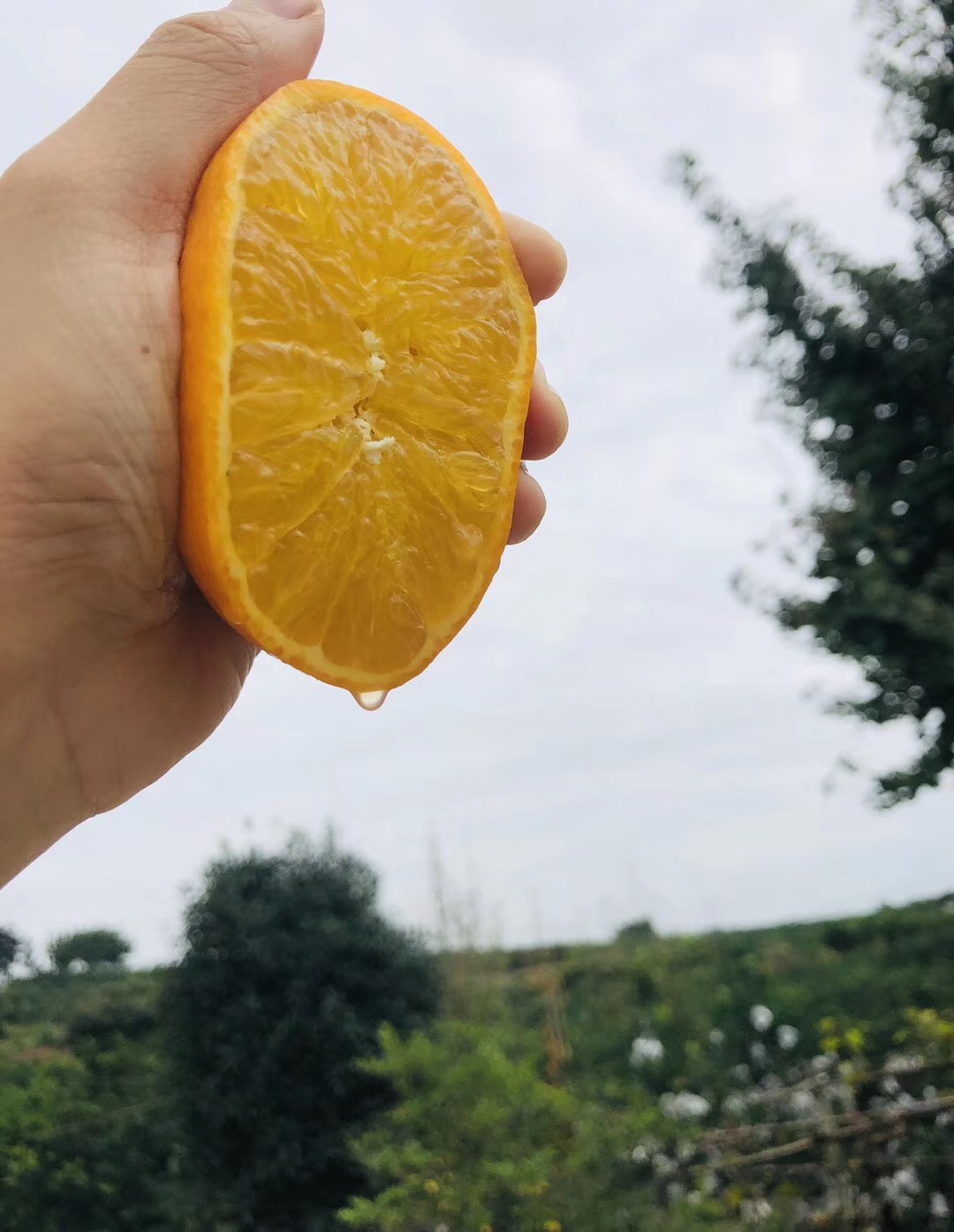 爱媛38