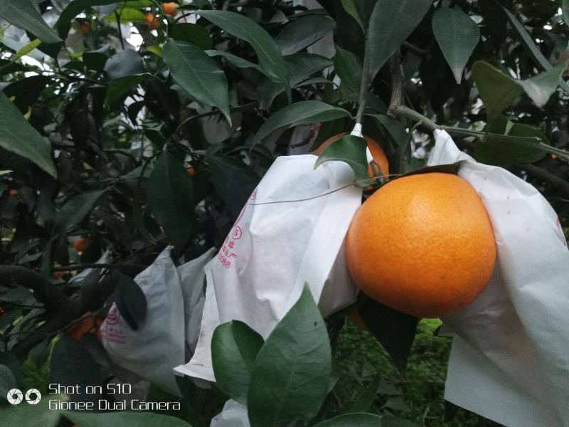 套袋爱媛38号果冻橙预售批发