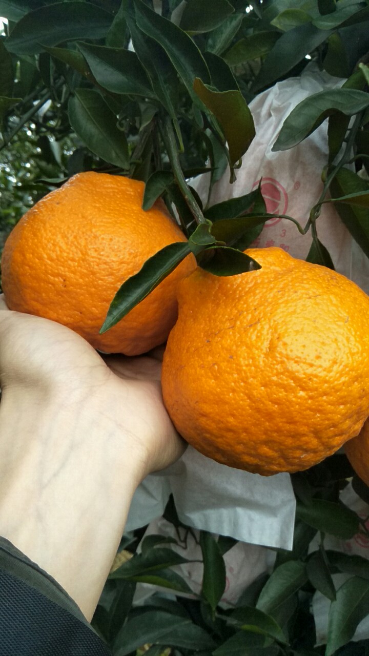 春见耙耙柑
