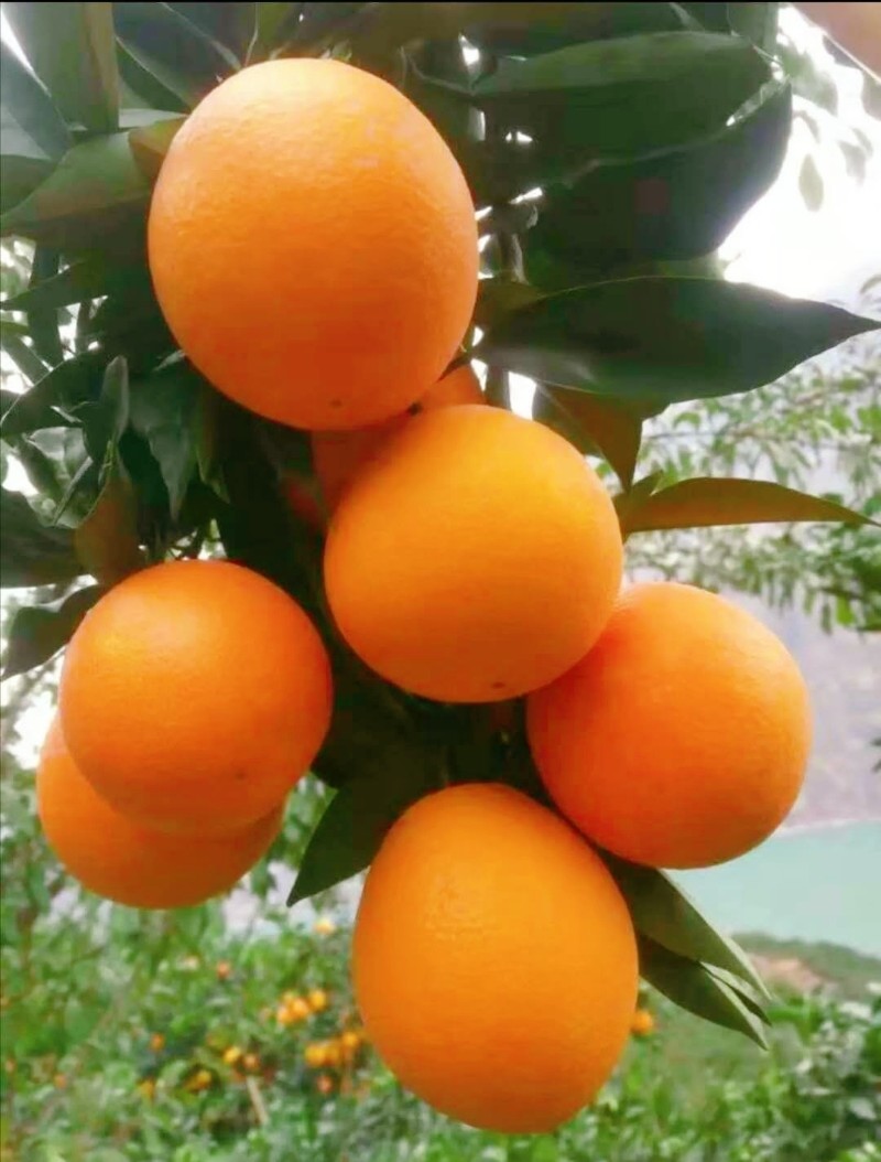 雷波脐橙青杠村产