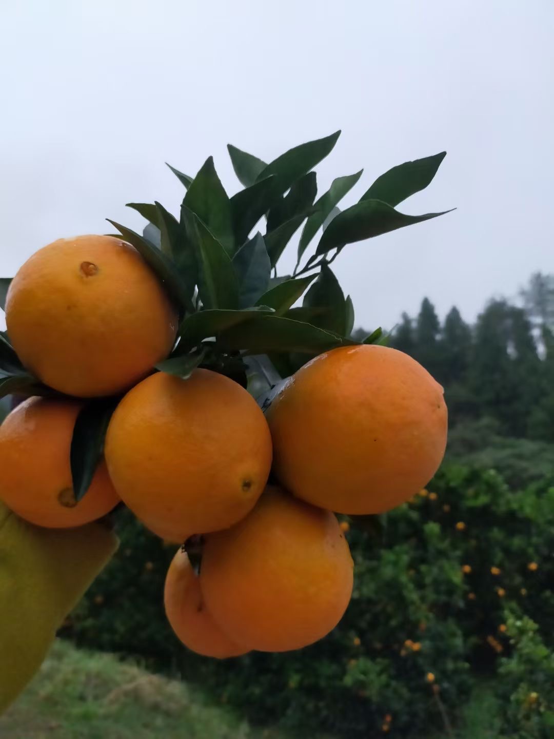 脐橙