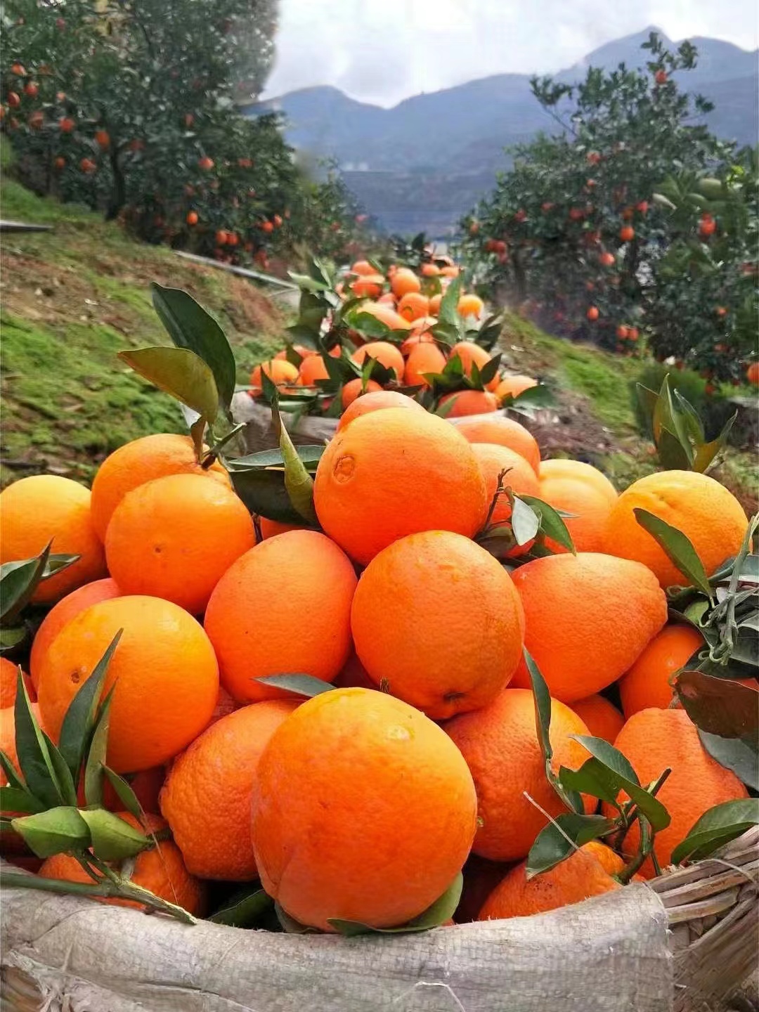 奉节脐橙量大从优