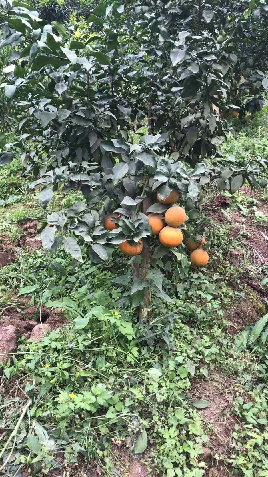 柑橘水果