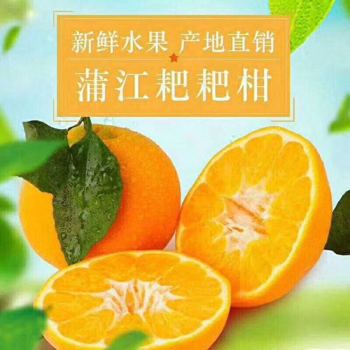 四川蒲江特产耙耙柑