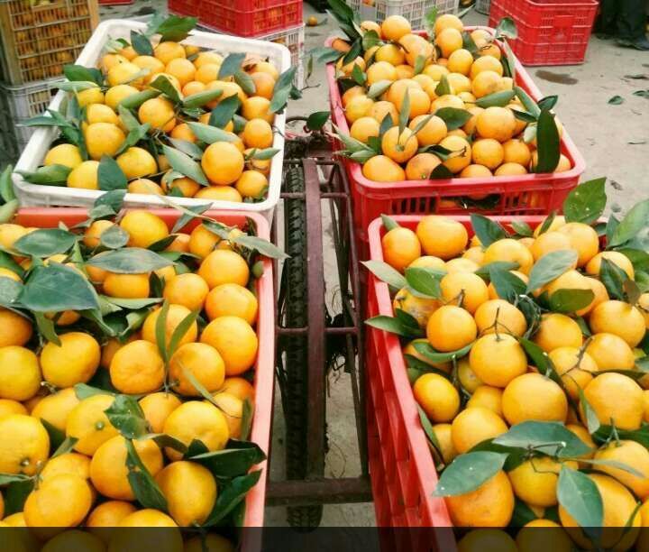 柑橘蜜桔脐橙纽荷尔长虹多少品种基地特供